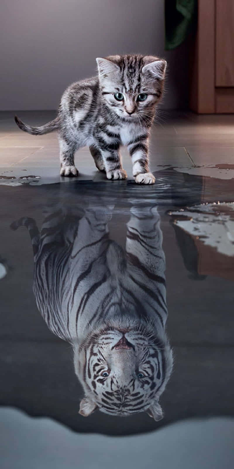 Reflection of cat Reflection of cat