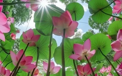 No Mud No Lotus